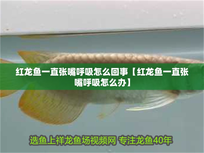 紅龍魚一直張嘴呼吸怎么回事【紅龍魚一直張嘴呼吸怎么辦】