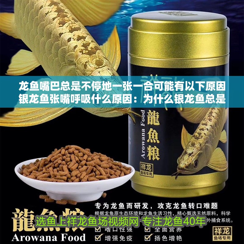 龍魚嘴巴總是不停地一張一合可能有以下原因銀龍魚張嘴呼吸什么原因：為什么銀龍魚總是張嘴？
