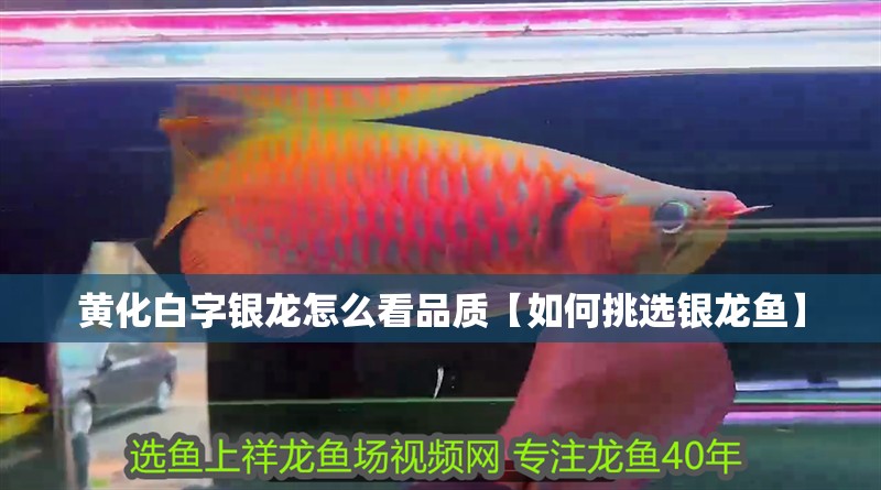 黃化白字銀龍怎么看品質【如何挑選銀龍魚】