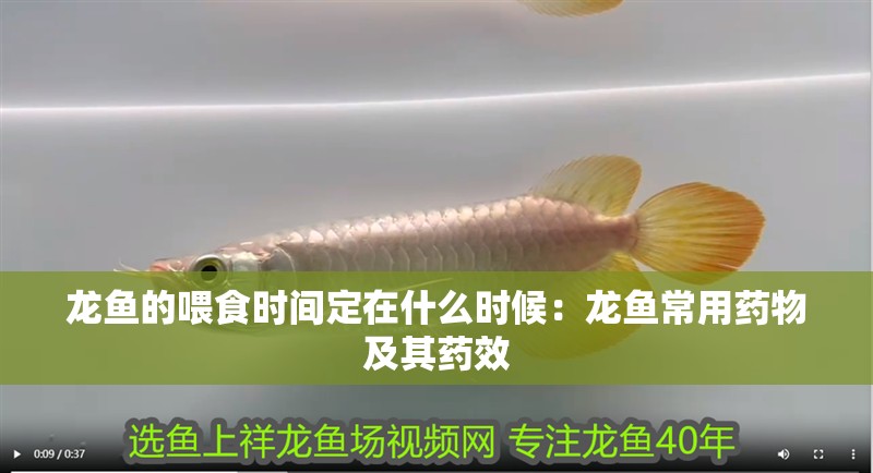 龍魚的喂食時間定在什么時候：龍魚常用藥物及其藥效