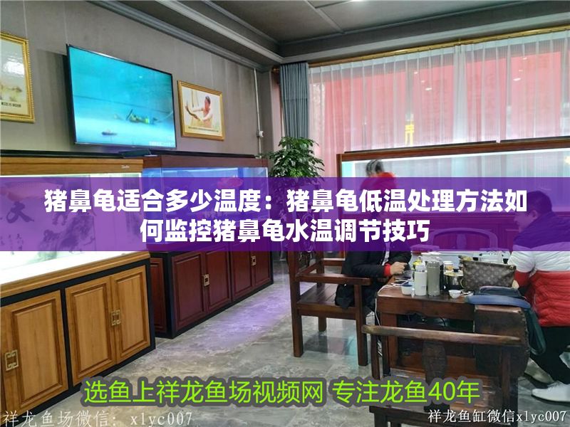 豬鼻龜適合多少溫度：豬鼻龜低溫處理方法如何監控豬鼻龜水溫調節技巧