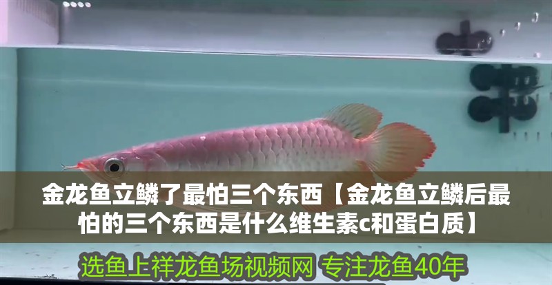 金龍魚立鱗了最怕三個東西【金龍魚立鱗后最怕的三個東西是什么維生素c和蛋白質】