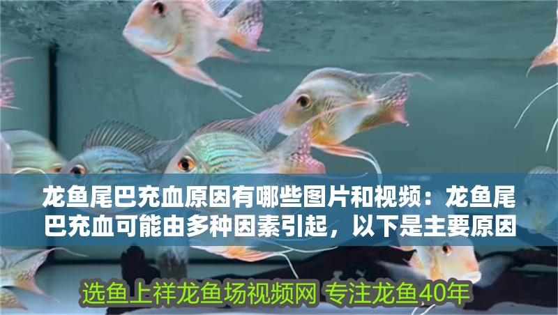 龍魚尾巴充血原因有哪些圖片和視頻：龍魚尾巴充血可能由多種因素引起，以下是主要原因的解釋