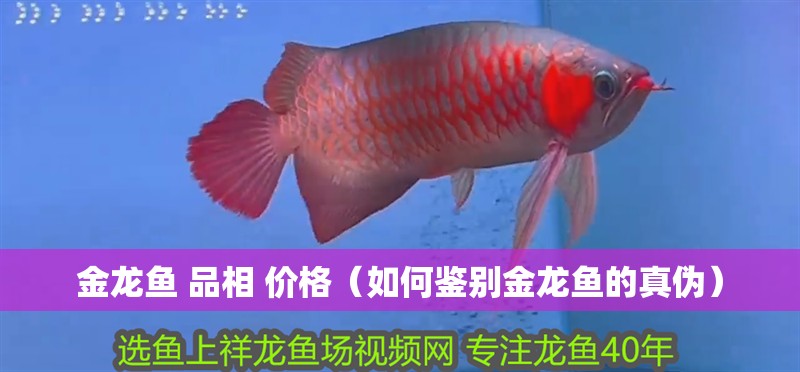 金龍魚 品相 價格（如何鑒別金龍魚的真偽）