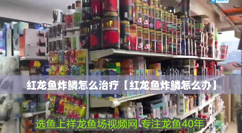紅龍魚炸鱗怎么治療【紅龍魚炸鱗怎么辦】
