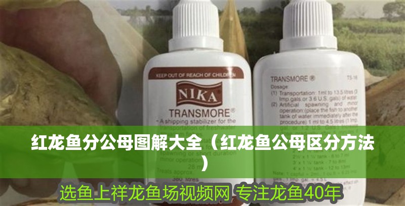 紅龍魚分公母圖解大全（紅龍魚公母區分方法）