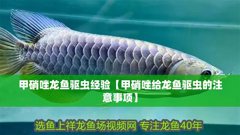 甲硝唑龍魚驅蟲經驗【甲硝唑給龍魚驅蟲的注意事項】