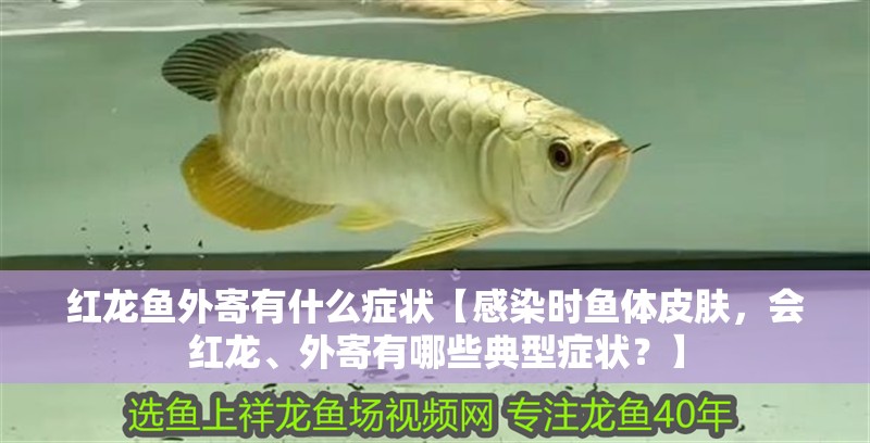 紅龍魚外寄有什么癥狀【感染時魚體皮膚，會紅龍、外寄有哪些典型癥狀？】