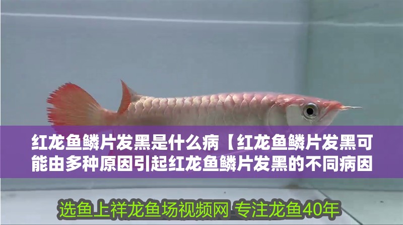 紅龍魚鱗片發黑是什么病【紅龍魚鱗片發黑可能由多種原因引起紅龍魚鱗片發黑的不同病因】