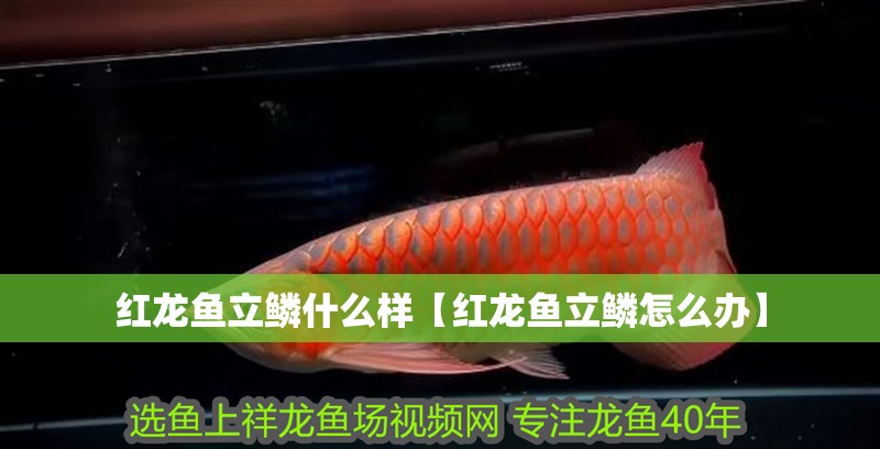紅龍魚立鱗什么樣【紅龍魚立鱗怎么辦】