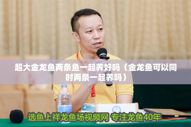 超大金龍魚兩條魚一起養(yǎng)好嗎（金龍魚可以同時兩條一起養(yǎng)嗎）