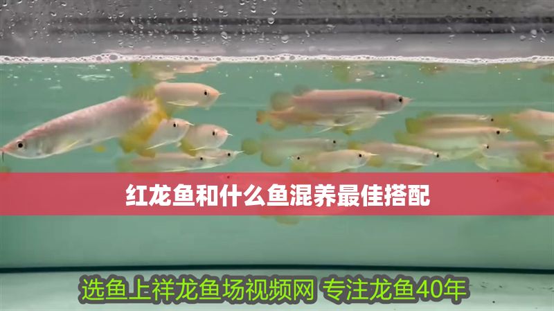 紅龍魚和什么魚混養(yǎng)最佳搭配
