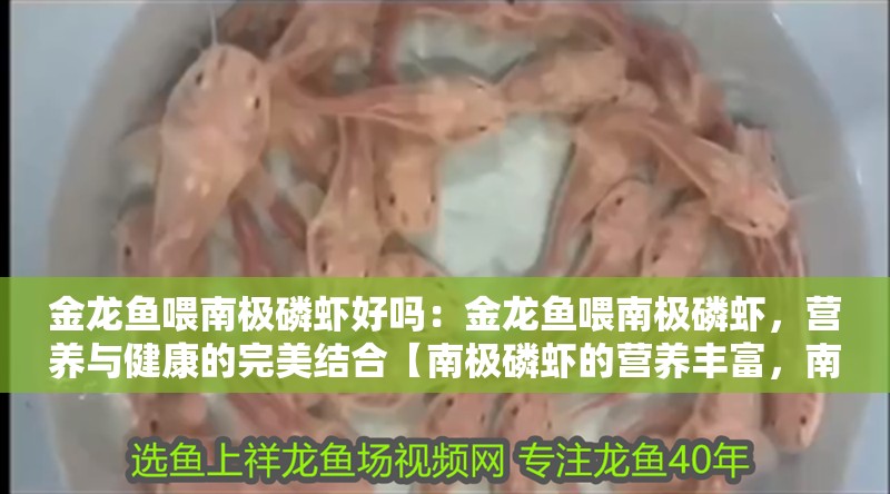 金龍魚喂南極磷蝦好嗎：金龍魚喂南極磷蝦，營養與健康的完美結合【南極磷蝦的營養豐富，南極磷蝦的營養價值、營養價值】