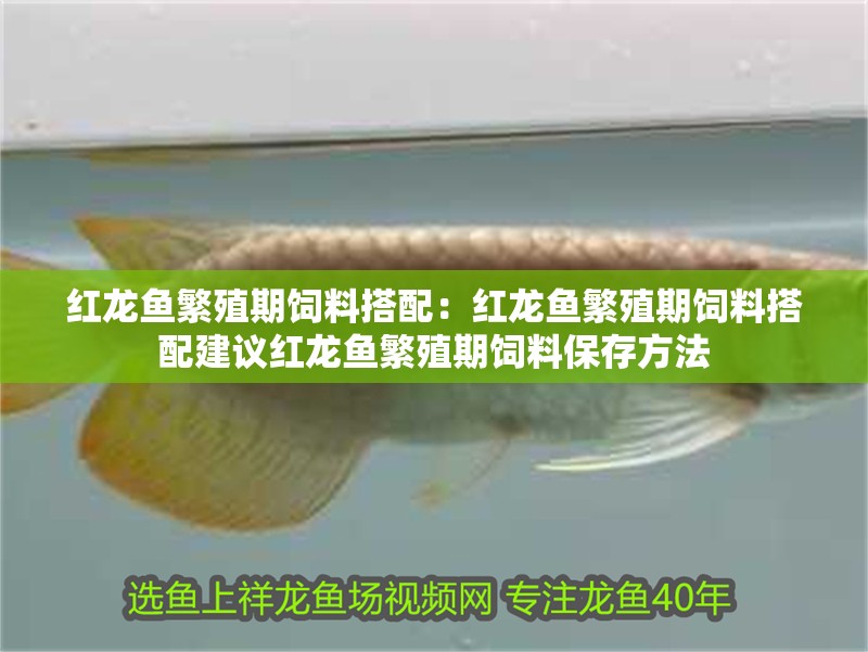 紅龍魚繁殖期飼料搭配：紅龍魚繁殖期飼料搭配建議紅龍魚繁殖期飼料保存方法