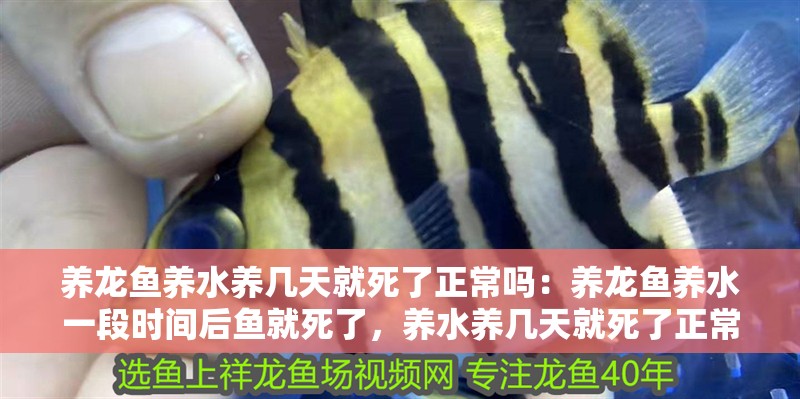 養龍魚養水養幾天就死了正常嗎：養龍魚養水一段時間后魚就死了，養水養幾天就死了正常嗎