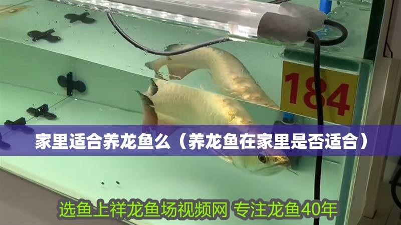 家里適合養(yǎng)龍魚么（養(yǎng)龍魚在家里是否適合）