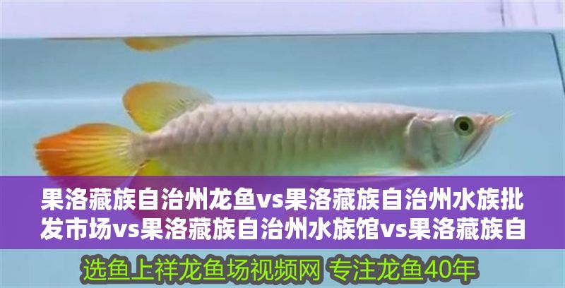 果洛藏族自治州龍魚vs果洛藏族自治州水族批發市場vs果洛藏族自治州水族館vs果洛藏族自治州魚缸批發市場vs祥龍魚場：果洛藏族自治州水族館vs果洛藏族自治州水族批發市場vs祥龍魚場