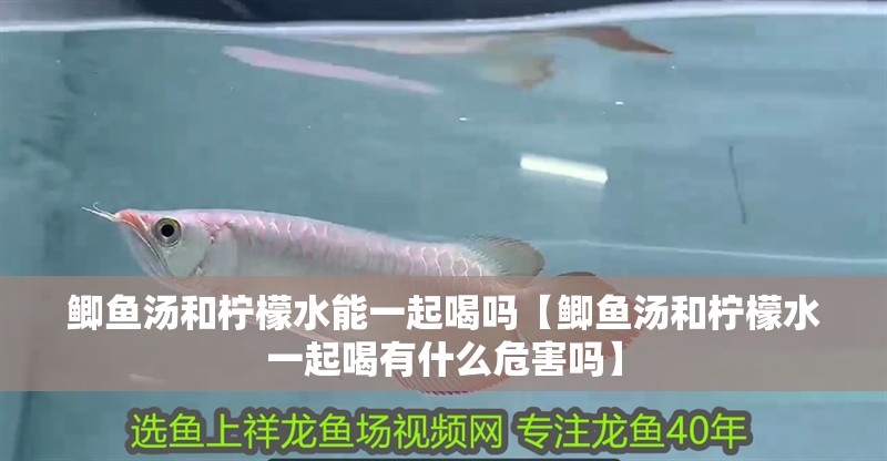 鯽魚湯和檸檬水能一起喝嗎【鯽魚湯和檸檬水一起喝有什么危害嗎】 鯽魚湯和檸檬水能一起喝嗎【鯽魚湯和檸檬水一起喝有什么危害嗎】 龍魚論壇