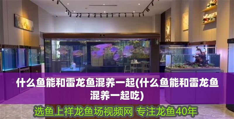 什么魚能和雷龍魚混養一起(什么魚能和雷龍魚混養一起吃)