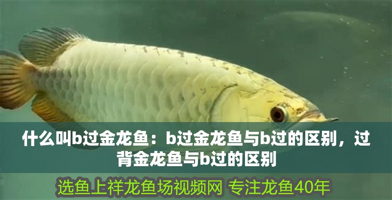 什么叫b過金龍魚：b過金龍魚與b過的區(qū)別，過背金龍魚與b過的區(qū)別