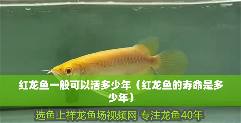 紅龍魚一般可以活多少年（紅龍魚的壽命是多少年） 紅龍魚一般可以活多少年（紅龍魚的壽命是多少年） 龍魚百科