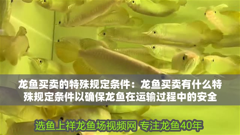龍魚買賣的特殊規(guī)定條件：龍魚買賣有什么特殊規(guī)定條件以確保龍魚在運(yùn)輸過(guò)程中的安全