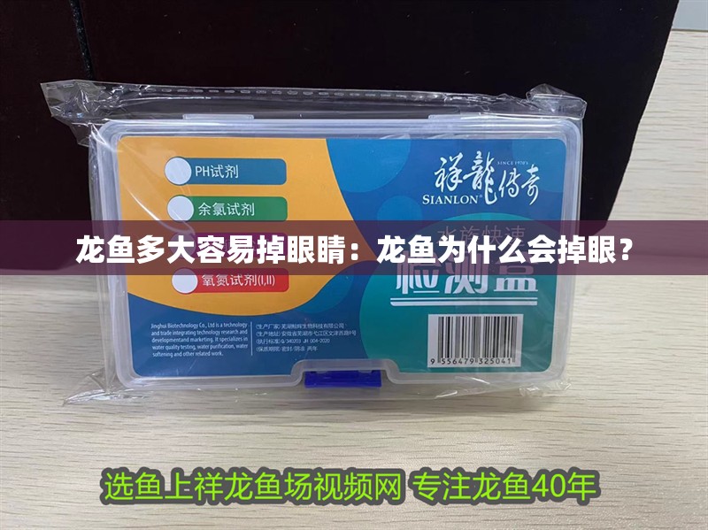 龍魚多大容易掉眼睛：龍魚為什么會掉眼？