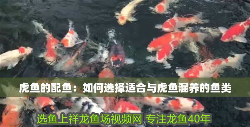 虎魚的配魚：如何選擇適合與虎魚混養的魚類
