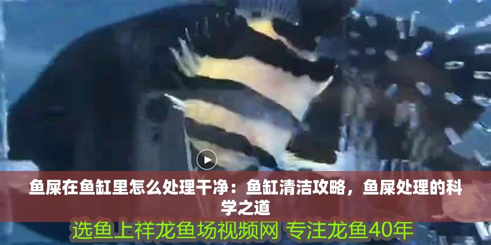 魚屎在魚缸里怎么處理干凈：魚缸清潔攻略，魚屎處理的科學之道