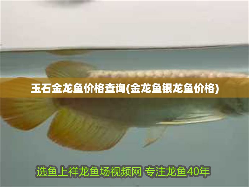 玉石金龍魚價格查詢(金龍魚銀龍魚價格)