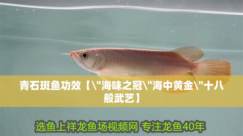 青石斑魚功效【\