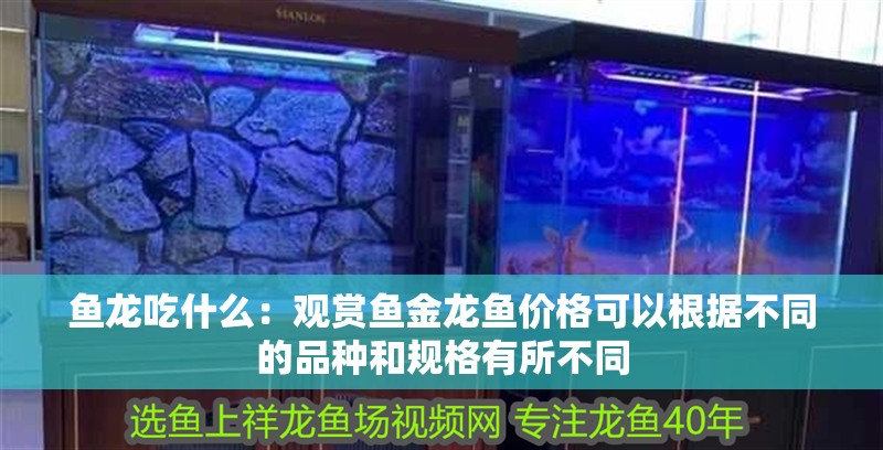 魚龍吃什么：觀賞魚金龍魚價格可以根據不同的品種和規格有所不同