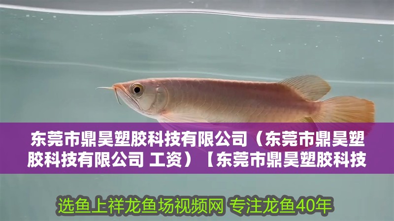 東莞市鼎昊塑膠科技有限公司（東莞市鼎昊塑膠科技有限公司 工資）【東莞市鼎昊塑膠科技有限公司】