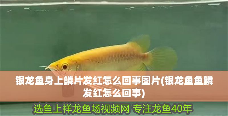 銀龍魚身上鱗片發紅怎么回事圖片(銀龍魚魚鱗發紅怎么回事)