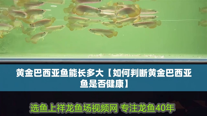 黃金巴西亞魚能長多大【如何判斷黃金巴西亞魚是否健康】