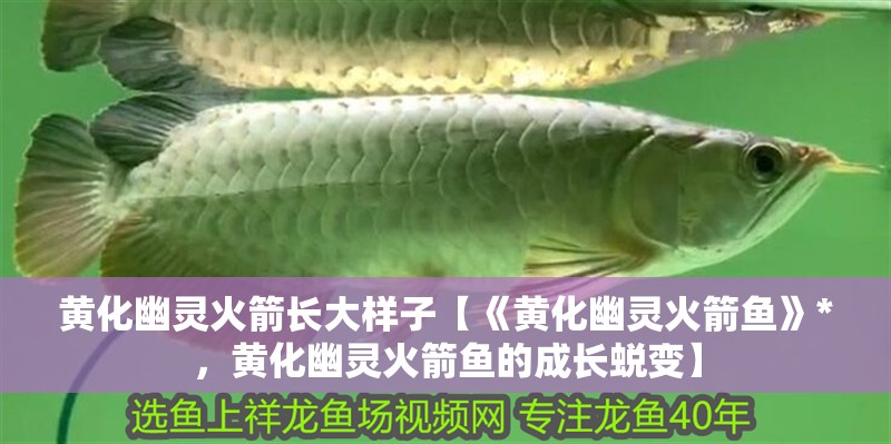 黃化幽靈火箭長大樣子【《黃化幽靈火箭魚》*，黃化幽靈火箭魚的成長蛻變】