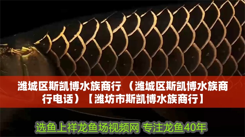 濰城區(qū)斯凱博水族商行 （濰城區(qū)斯凱博水族商行電話）【濰坊市斯凱博水族商行】