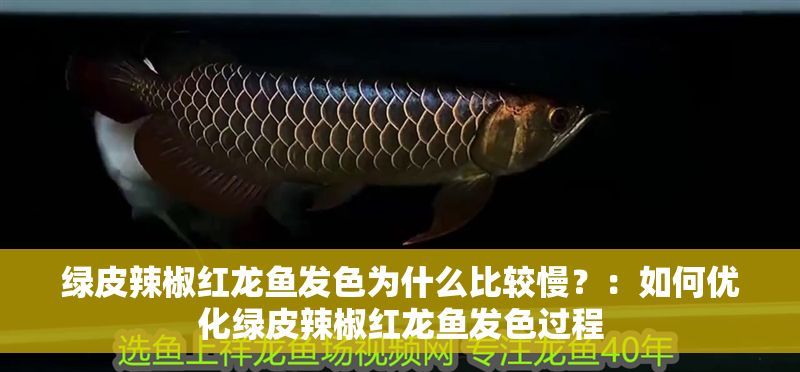 綠皮辣椒紅龍魚發色為什么比較慢？：如何優化綠皮辣椒紅龍魚發色過程