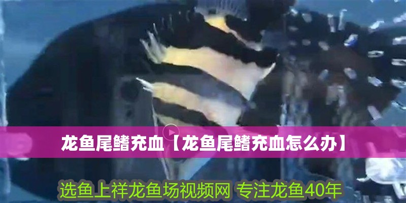 龍魚尾鰭充血【龍魚尾鰭充血怎么辦】