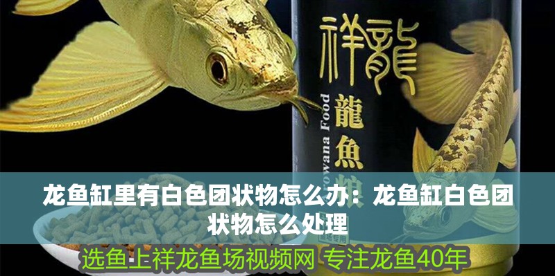 龍魚(yú)缸里有白色團(tuán)狀物怎么辦：龍魚(yú)缸白色團(tuán)狀物怎么處理