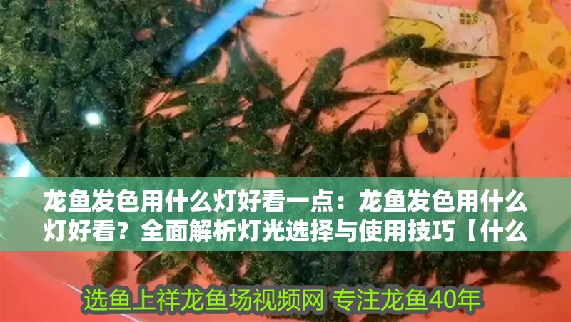 龍魚發(fā)色用什么燈好看一點(diǎn)：龍魚發(fā)色用什么燈好看？全面解析燈光選擇與使用技巧【什么樣的燈光最適合龍魚發(fā)色】