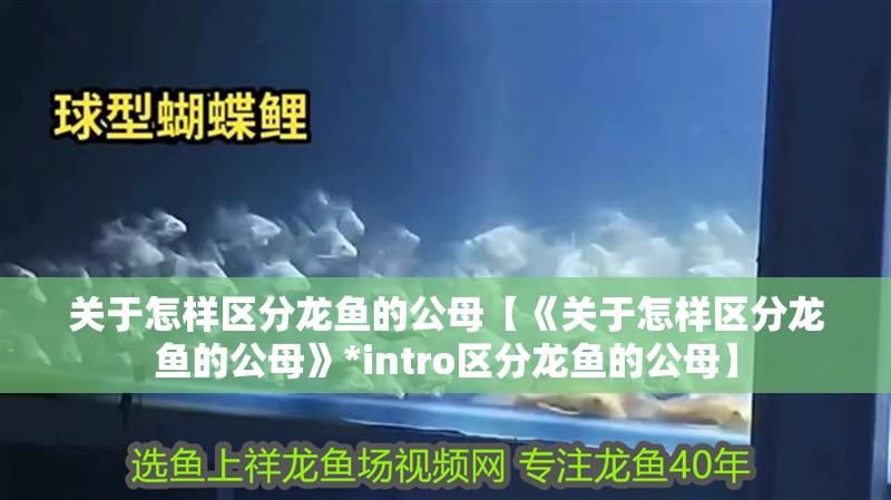 關于怎樣區分龍魚的公母【《關于怎樣區分龍魚的公母》*intro區分龍魚的公母】