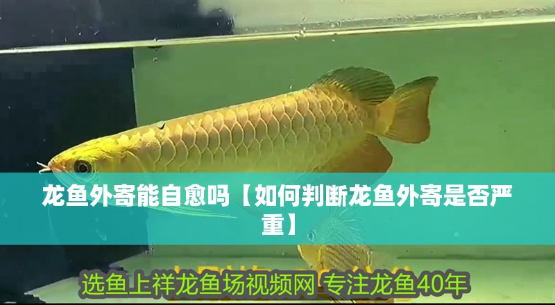 龍魚外寄能自愈嗎【如何判斷龍魚外寄是否嚴重】