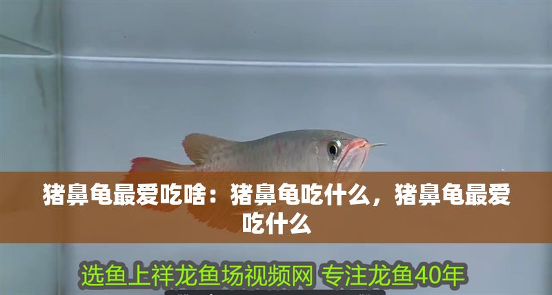 豬鼻龜最愛吃啥：豬鼻龜吃什么，豬鼻龜最愛吃什么