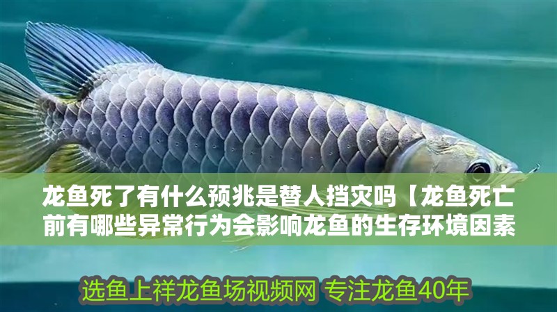 龍魚死了有什么預兆是替人擋災嗎【龍魚死亡前有哪些異常行為會影響龍魚的生存環境因素】