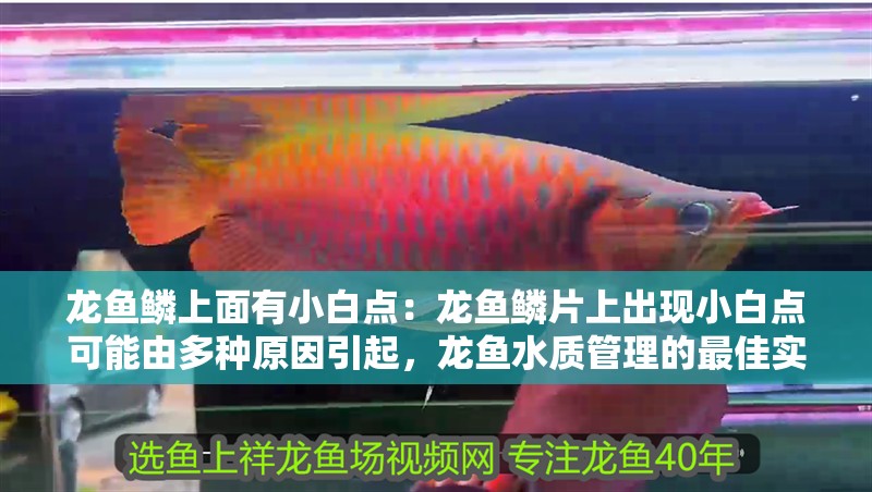 龍魚鱗上面有小白點：龍魚鱗片上出現小白點可能由多種原因引起，龍魚水質管理的最佳實踐