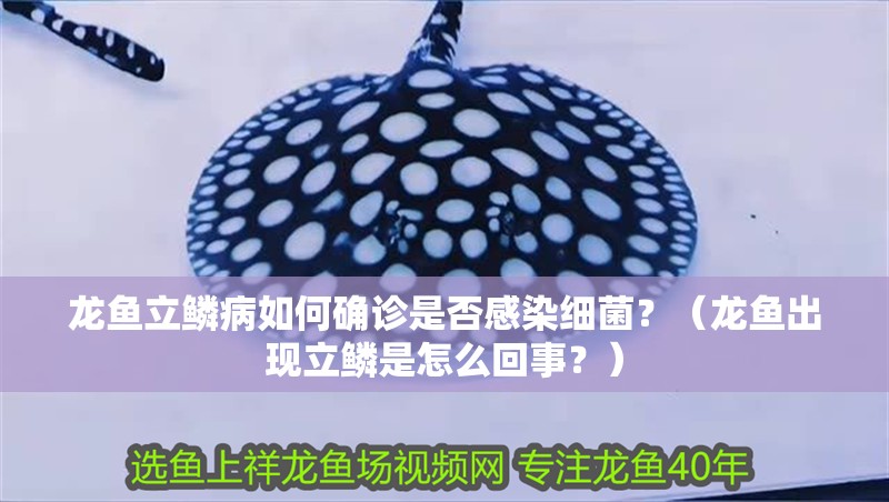 龍魚立鱗病如何確診是否感染細(xì)菌？（龍魚出現(xiàn)立鱗是怎么回事？）