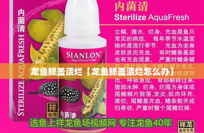 龍魚鰓蓋潰爛【龍魚鰓蓋潰爛怎么辦】