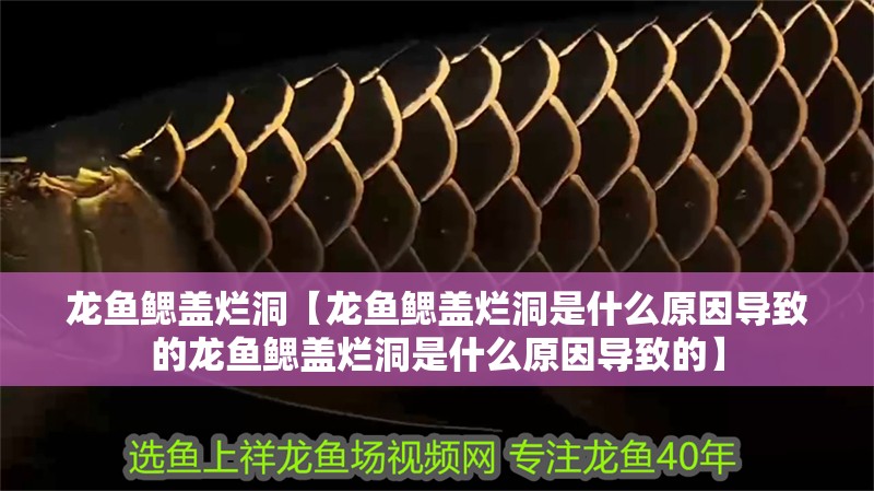 龍魚鰓蓋爛洞【龍魚鰓蓋爛洞是什么原因導致的龍魚鰓蓋爛洞是什么原因導致的】