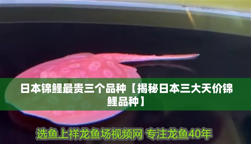 日本錦鯉最貴三個品種【揭秘日本三大天價錦鯉品種】